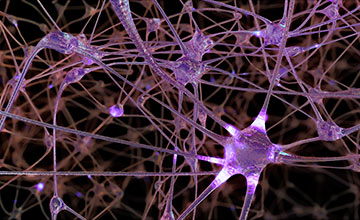 Doctorado en Neurobiología